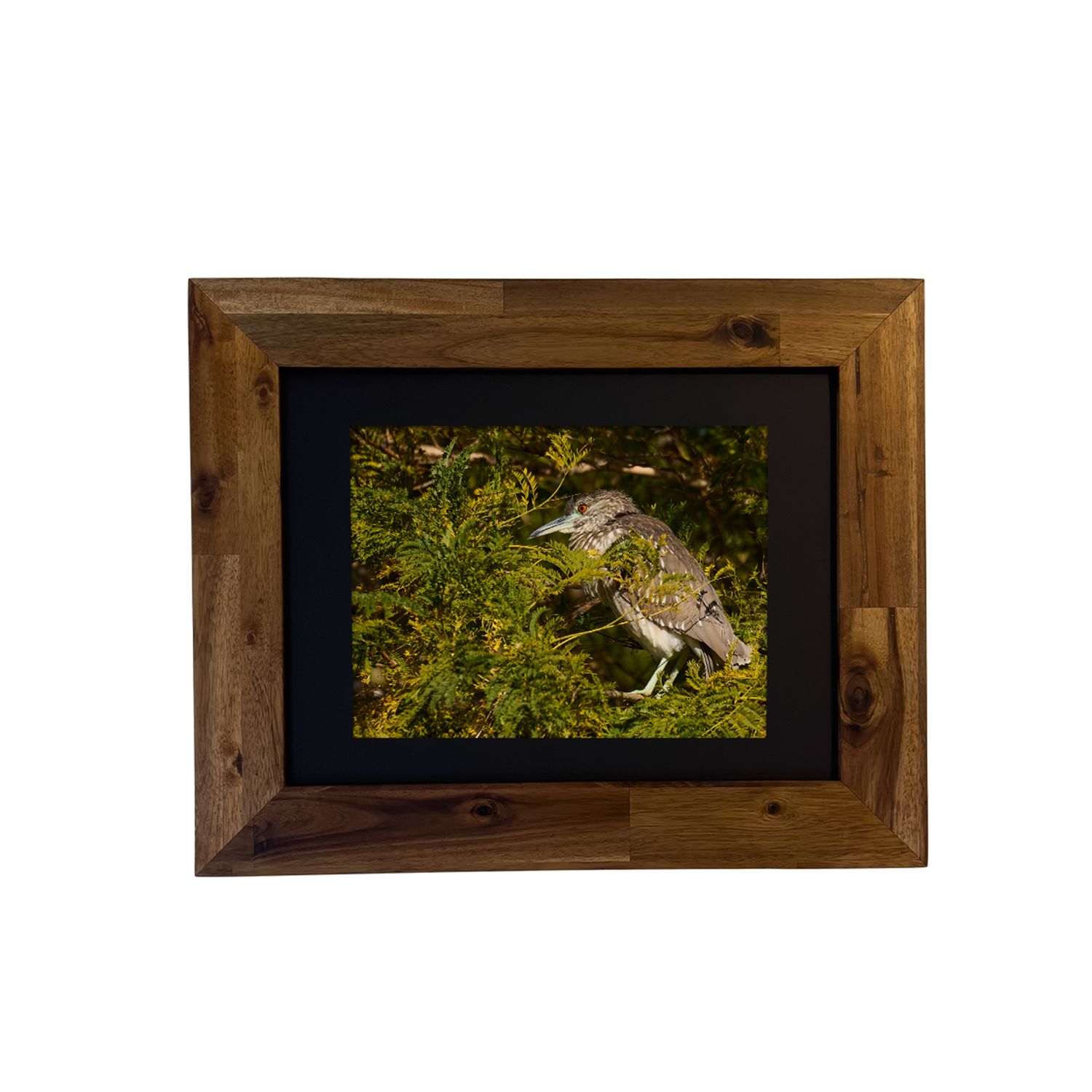 Framed photo of a Black-crowned Night Heron near a wetland, captured in Palm Springs by Dennis Newsham.