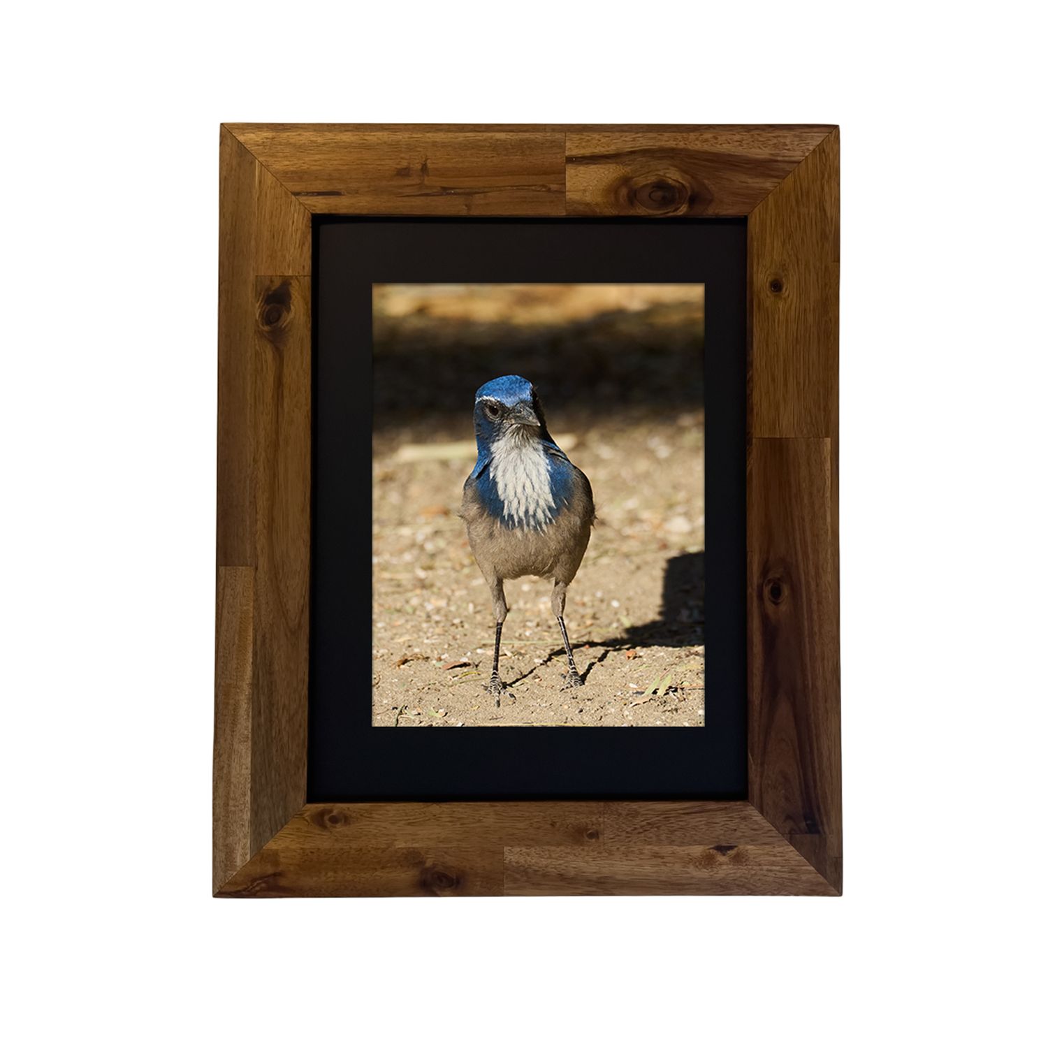 Framed photo print of a California Scrub Jay in Palm Springs desert brush. Photo by Dennis Newsham