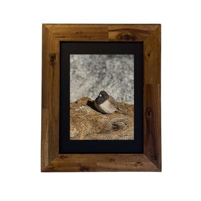 Framed art print of a Dark-eyed Junco bird in the Palm Springs area. Photo by Dennis Newsham