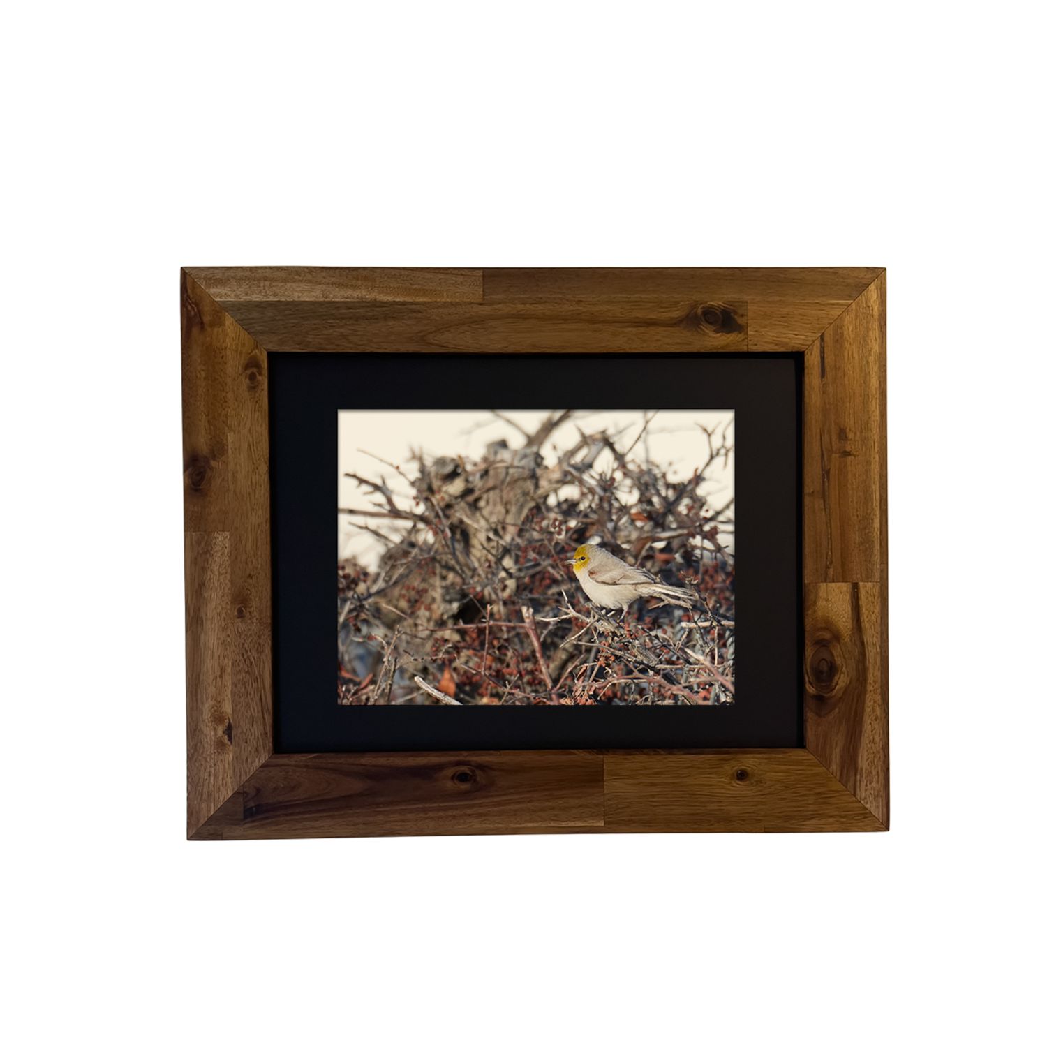 Framed art print of a Verdin perched in the desert, photographed in Palm Springs. Photo by Dennis Newsham