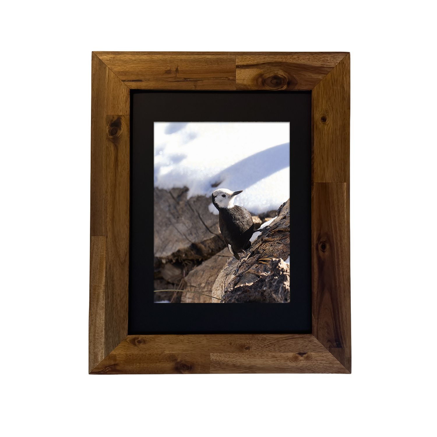 Framed wildlife photo of a White-headed Woodpecker on a desert tree. Photo by Dennis Newsham.