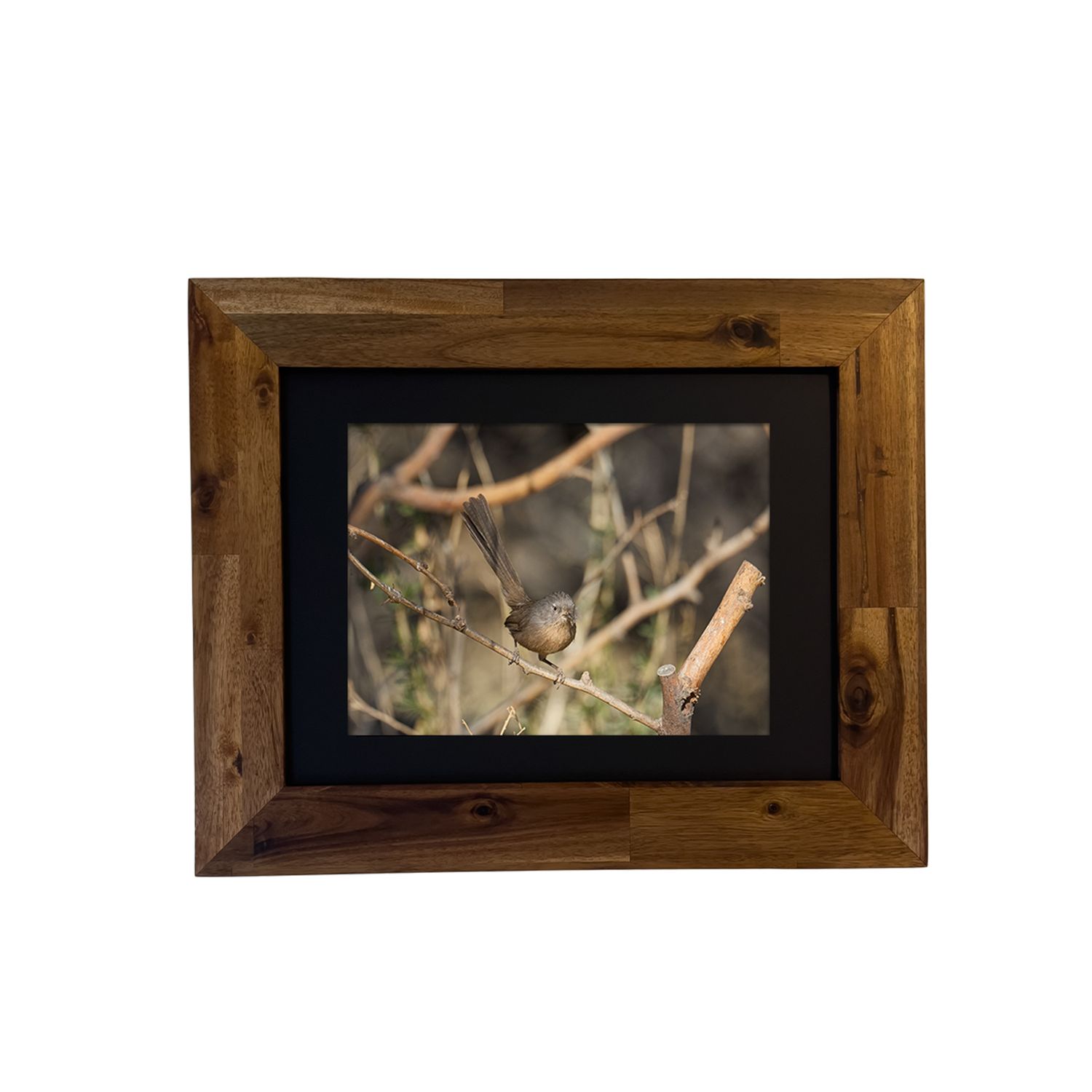 Framed fine art print of a Wrentit bird in the Palm Springs desert. Photo by Dennis Newsham