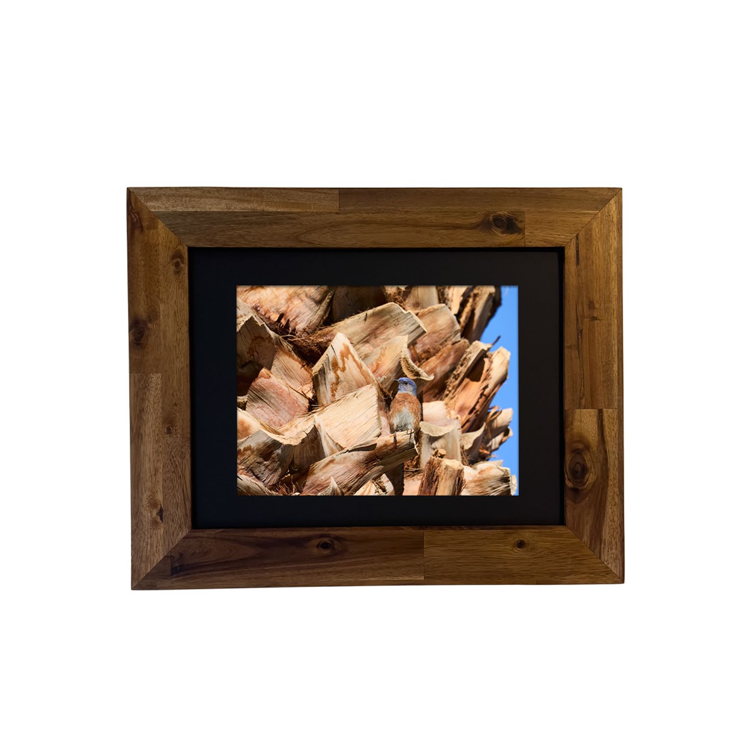 Framed photo of a Western Bluebird in the Palm Springs desert. Photo by Dennis Newsham