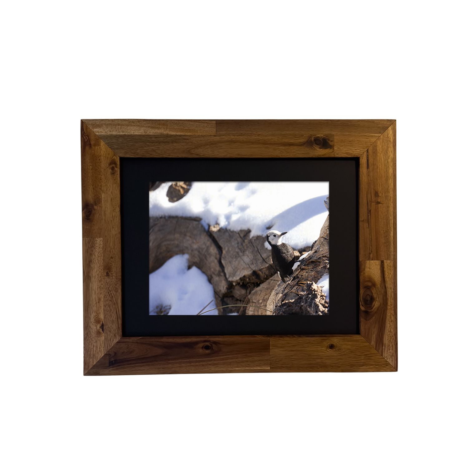 Framed wildlife photo of a White-headed Woodpecker on a desert tree. Photo by Dennis Newsham.