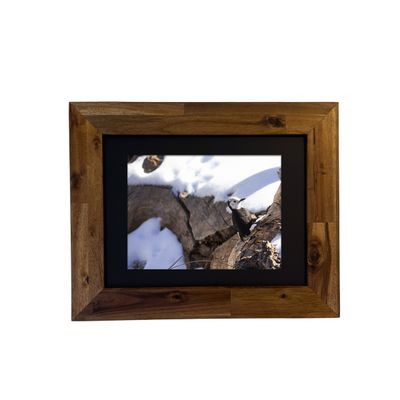 Framed wildlife photo of a White-headed Woodpecker on a desert tree. Photo by Dennis Newsham.