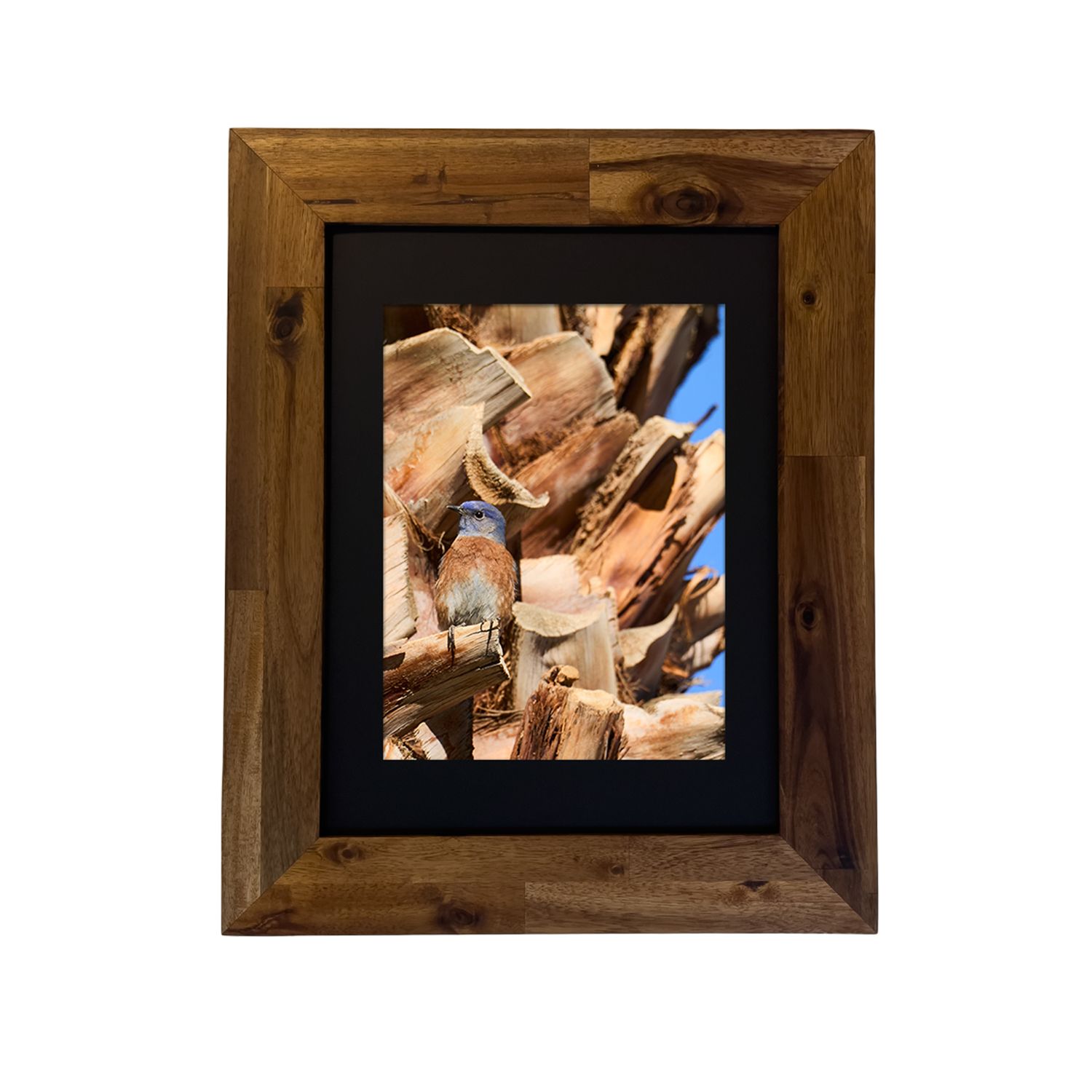 Framed photo of a Western Bluebird in the Palm Springs desert. Photo by Dennis Newsham