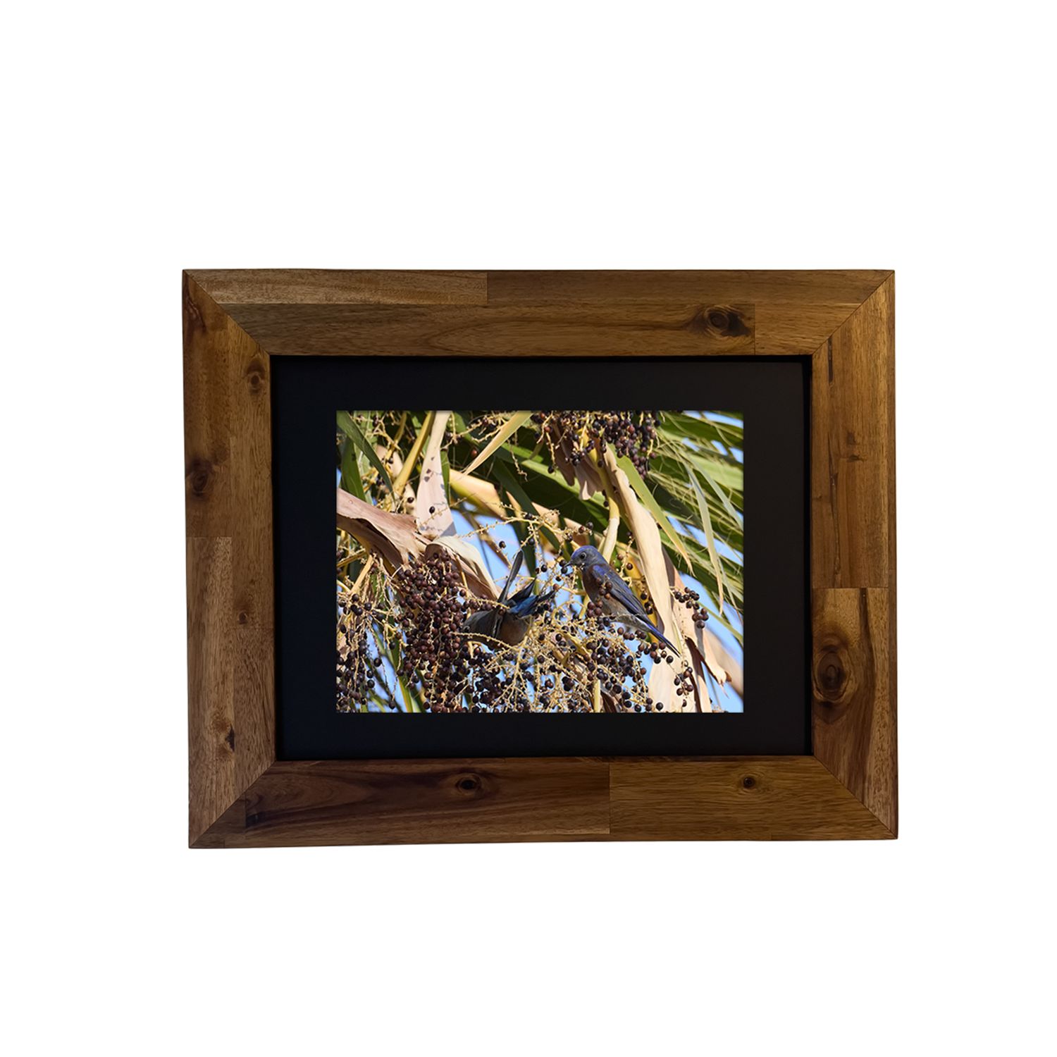 Framed photo of a Western Bluebird in the Palm Springs desert. Photo by Dennis Newsham