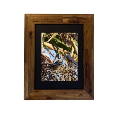 Framed photo of a Western Bluebird in the Palm Springs desert. Photo by Dennis Newsham