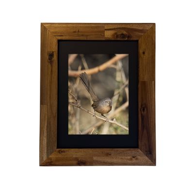 Framed fine art print of a Wrentit bird in the Palm Springs desert. Photo by Dennis Newsham