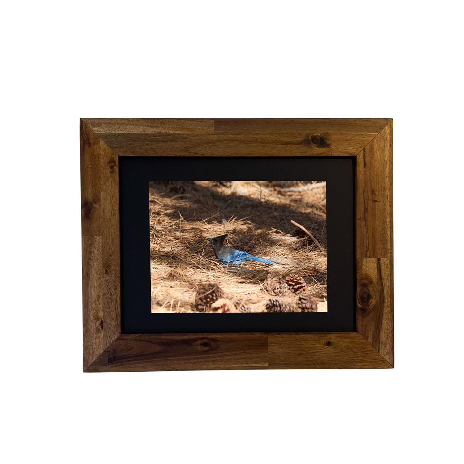 Framed fine art print of a Steller’s Jay in a desert mountain setting. Photo by Dennis Newsham