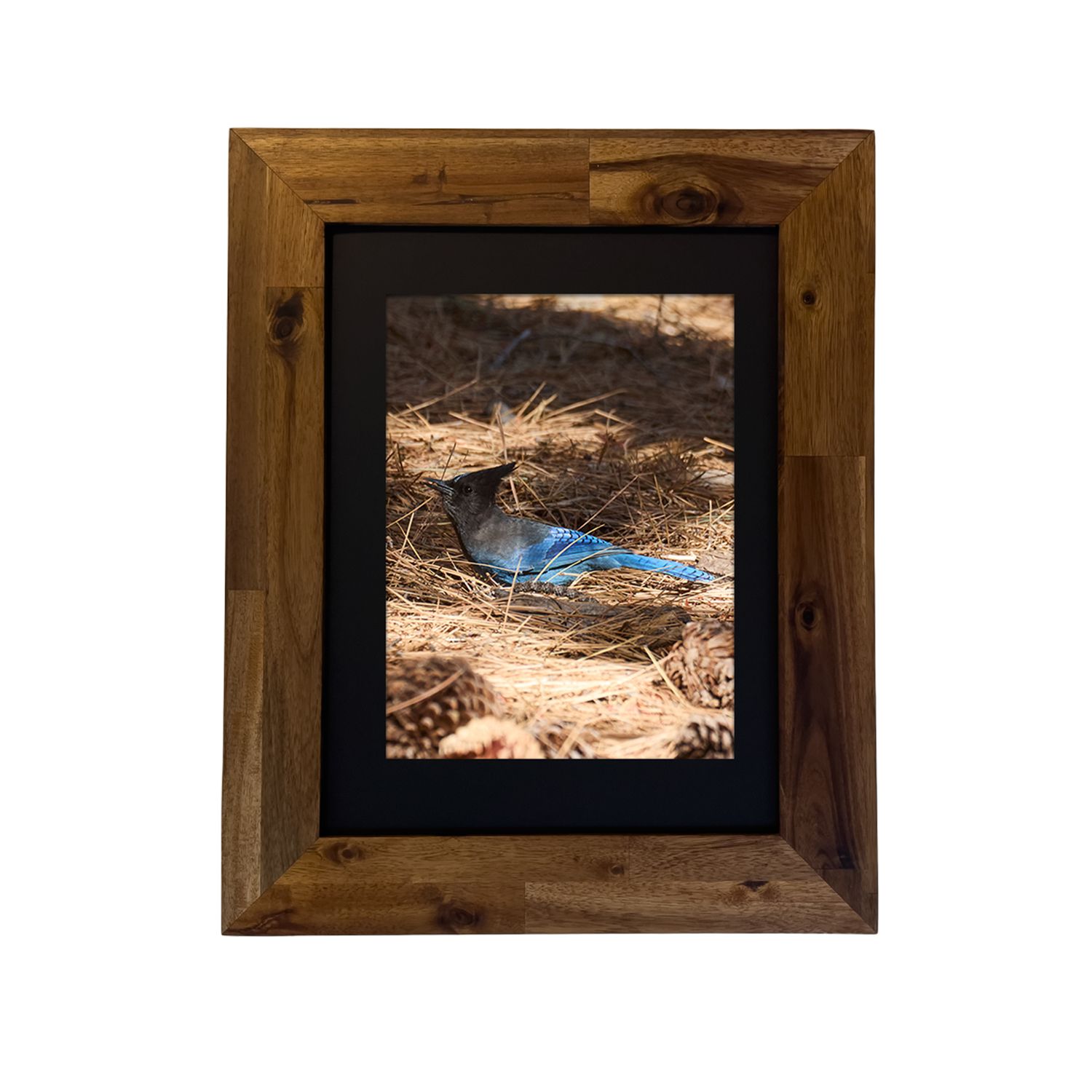 Framed fine art print of a Steller’s Jay in a desert mountain setting. Photo by Dennis Newsham