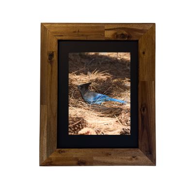 Framed fine art print of a Steller’s Jay in a desert mountain setting. Photo by Dennis Newsham