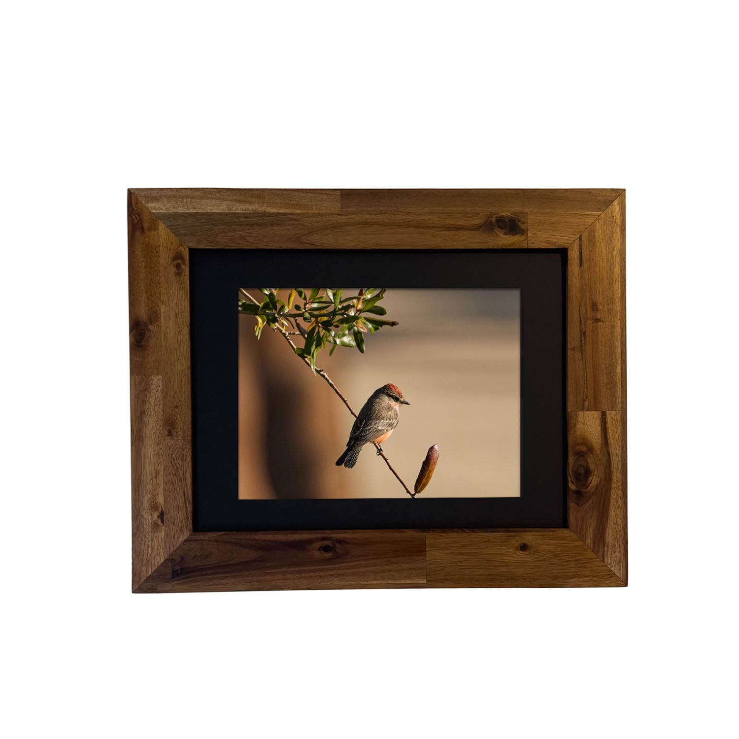 Framed fine art print of a Vermilion Flycatcher perched in the desert, photographed by Dennis Newsham in Palm Springs.