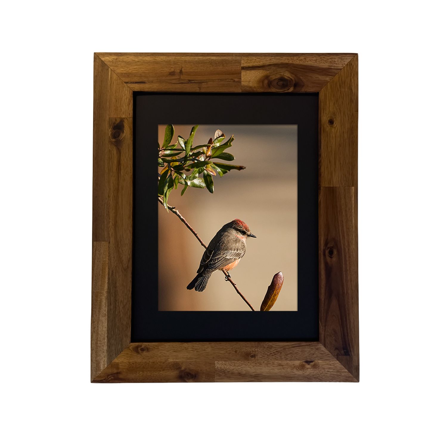 Framed fine art print of a Vermilion Flycatcher perched in the desert, photographed by Dennis Newsham in Palm Springs.