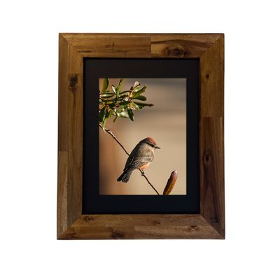 Framed fine art print of a Vermilion Flycatcher perched in the desert, photographed by Dennis Newsham in Palm Springs.