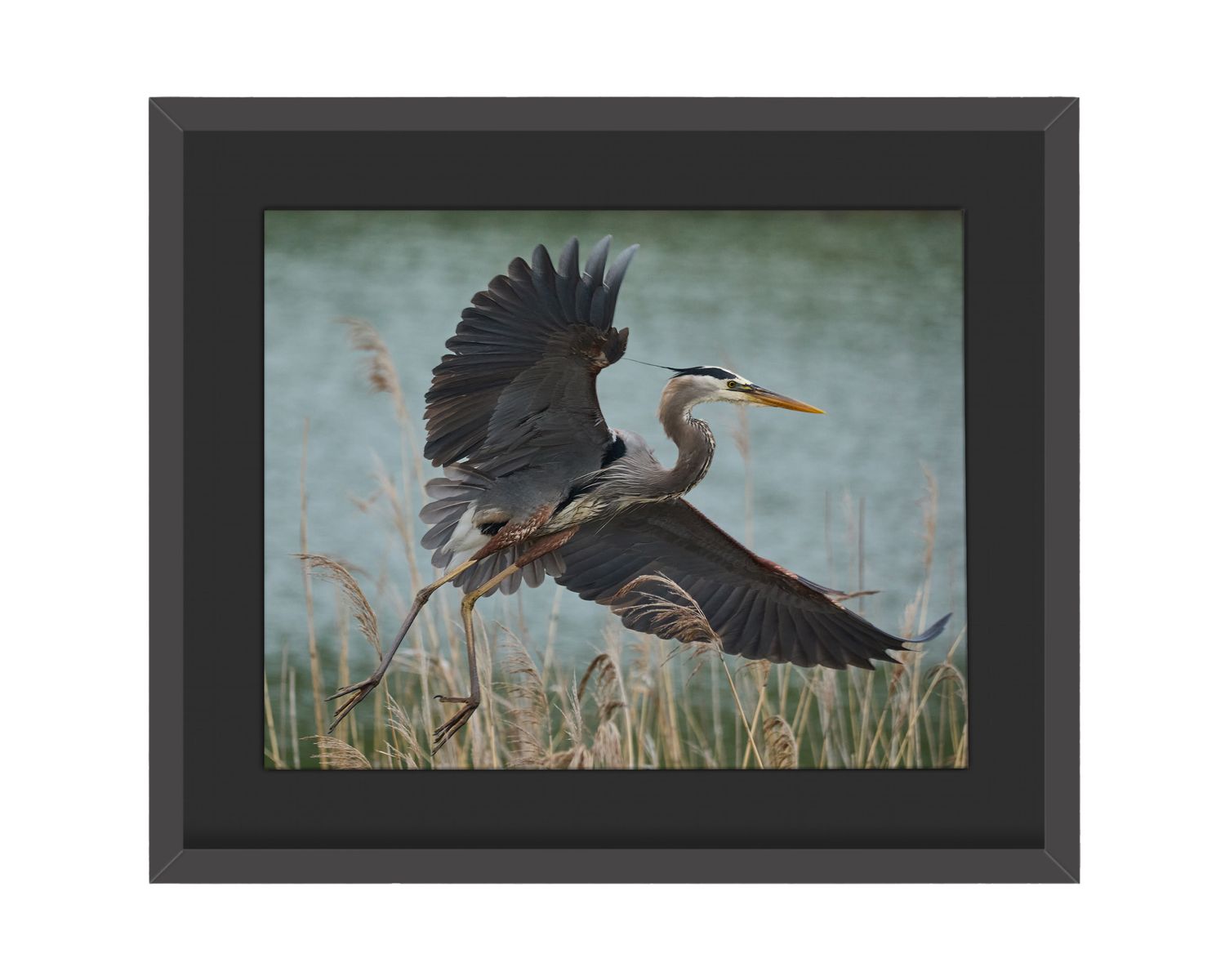 Great Blue Heron Framed Print