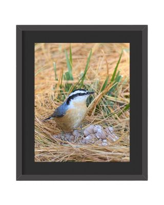 Red-breasted Nuthatch Framed Print