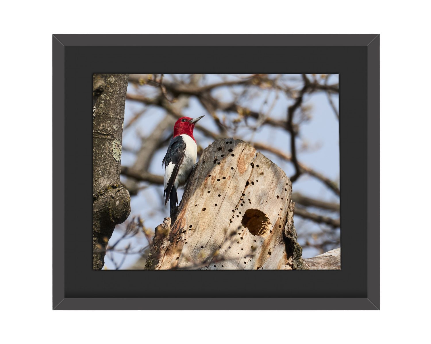 Red-headed Woodpecker Framed Print