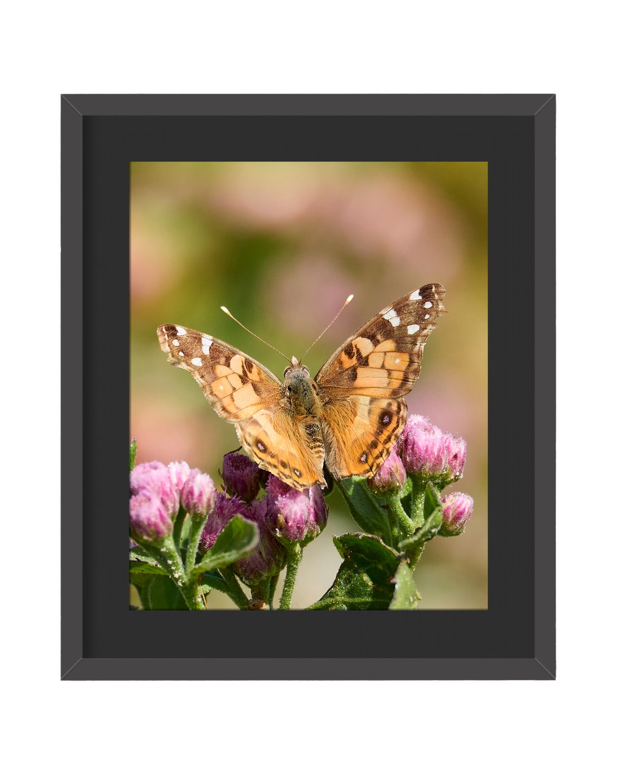 American Lady Butterfly Framed Print