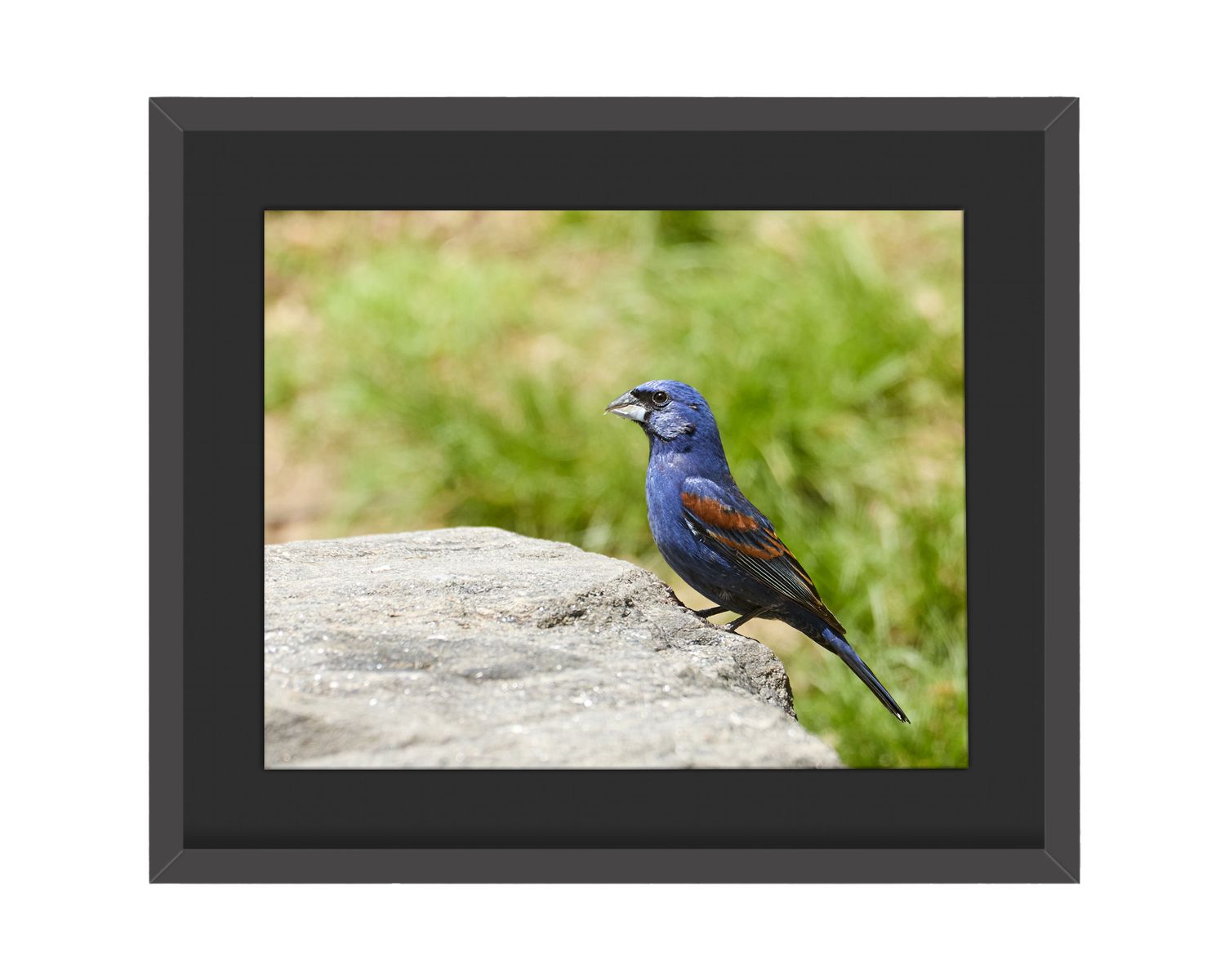 Blue Grosbeak Framed Print