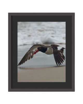 American Oystercatcher Framed Print