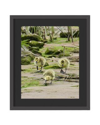 Canada Goose Family with Goslings Framed Print