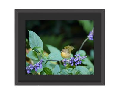 Common Yellowthroat Framed Print
