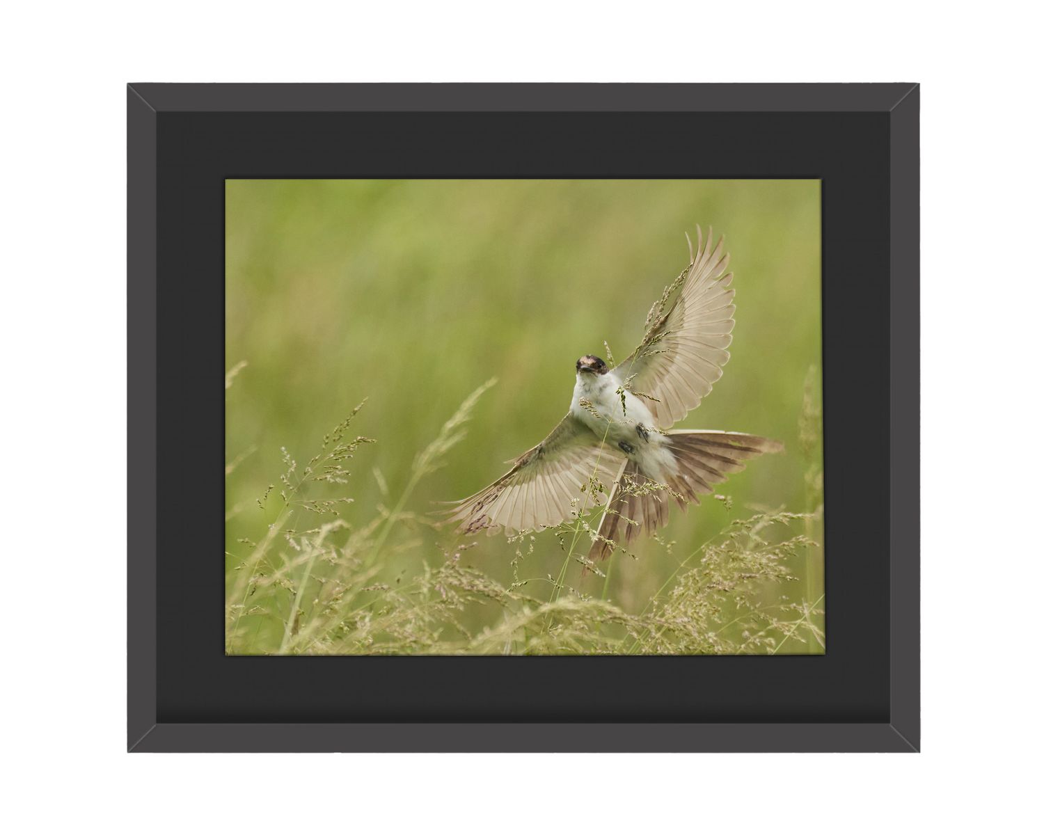 Fork-tailed Flycatcher Framed Print