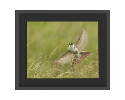 Fork-tailed Flycatcher Framed Print