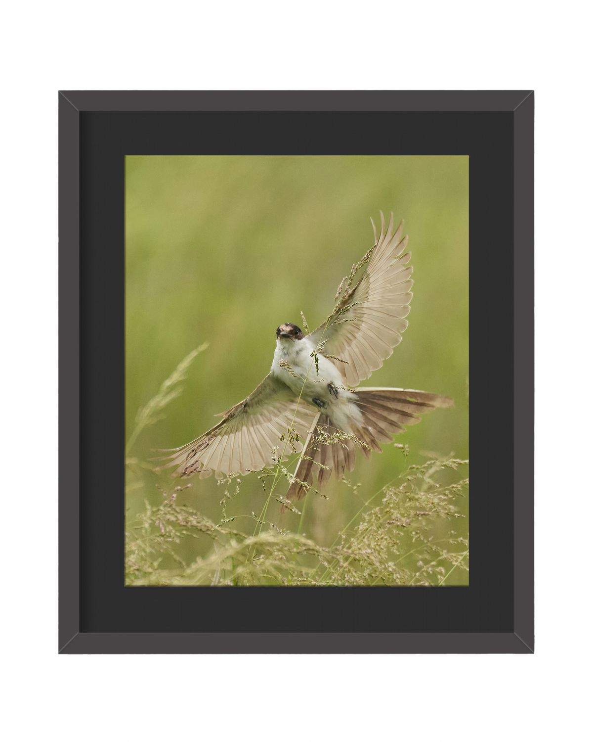 Fork-tailed Flycatcher Framed Print