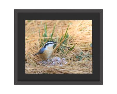 Red-breasted Nuthatch Framed Print
