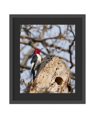 Red-headed Woodpecker Framed Print