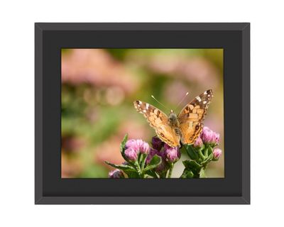 American Lady Butterfly Framed Print