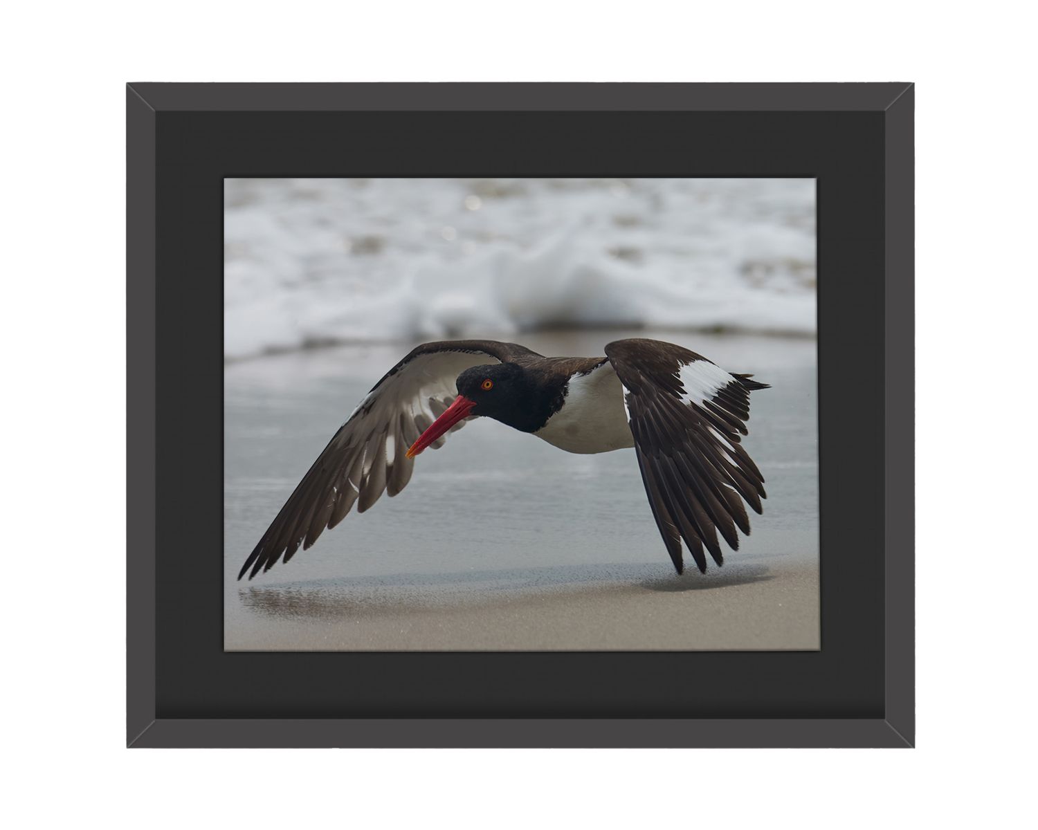 American Oystercatcher Framed Print