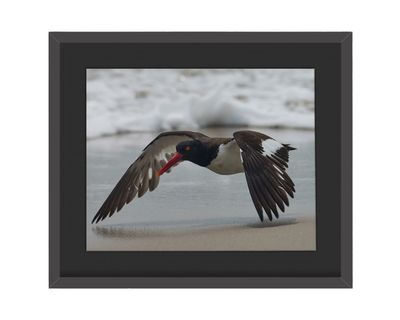American Oystercatcher Framed Print