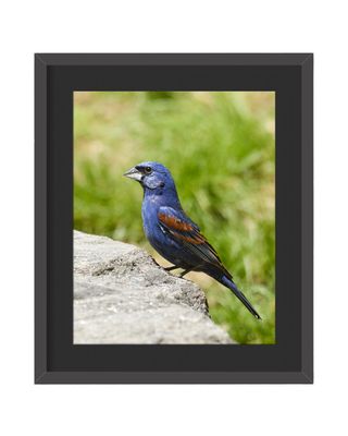 Blue Grosbeak Framed Print
