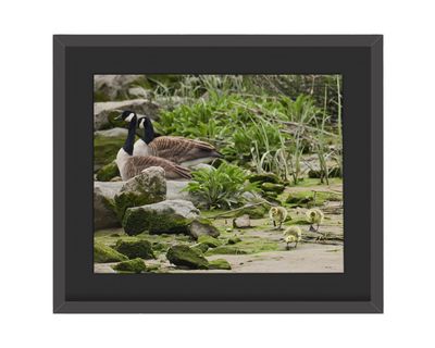 Canada Goose Family with Goslings Framed Print