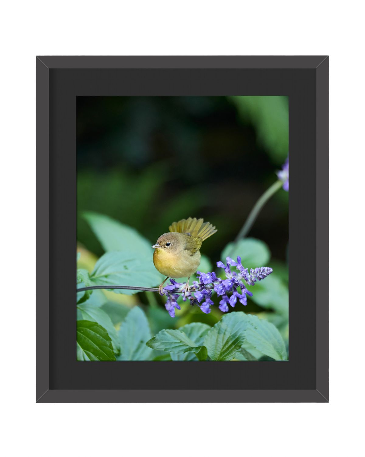 Common Yellowthroat Framed Print