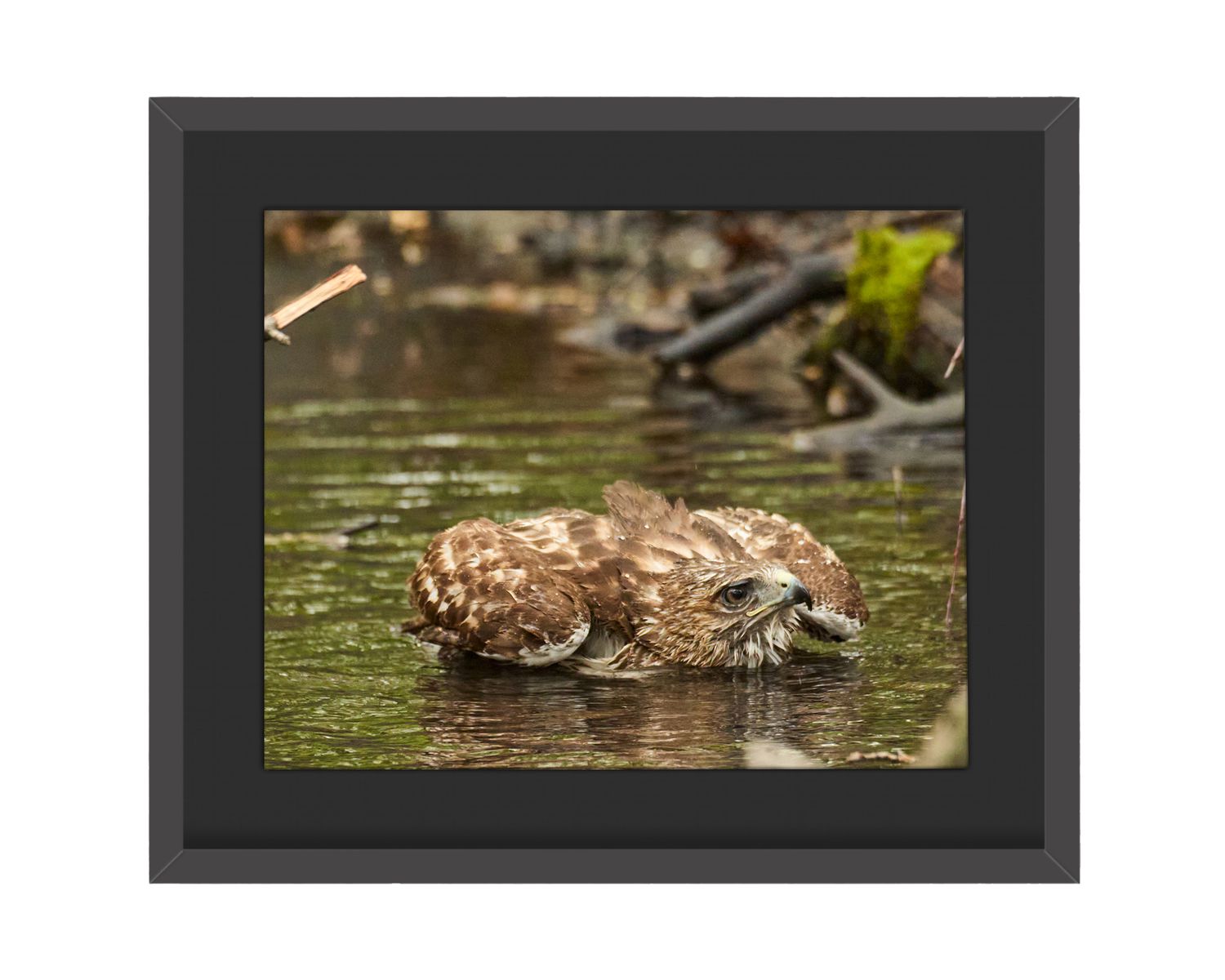 Red-tailed Hawk Pancake Framed Print