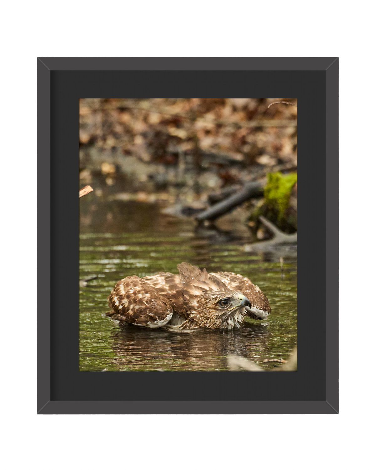 Red-tailed Hawk Pancake Framed Print