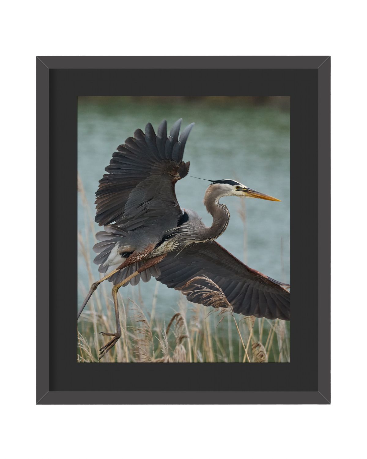 Great Blue Heron Framed Print