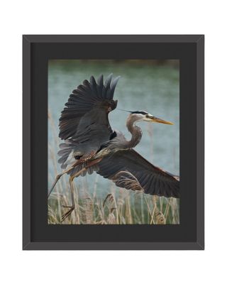 Great Blue Heron Framed Print