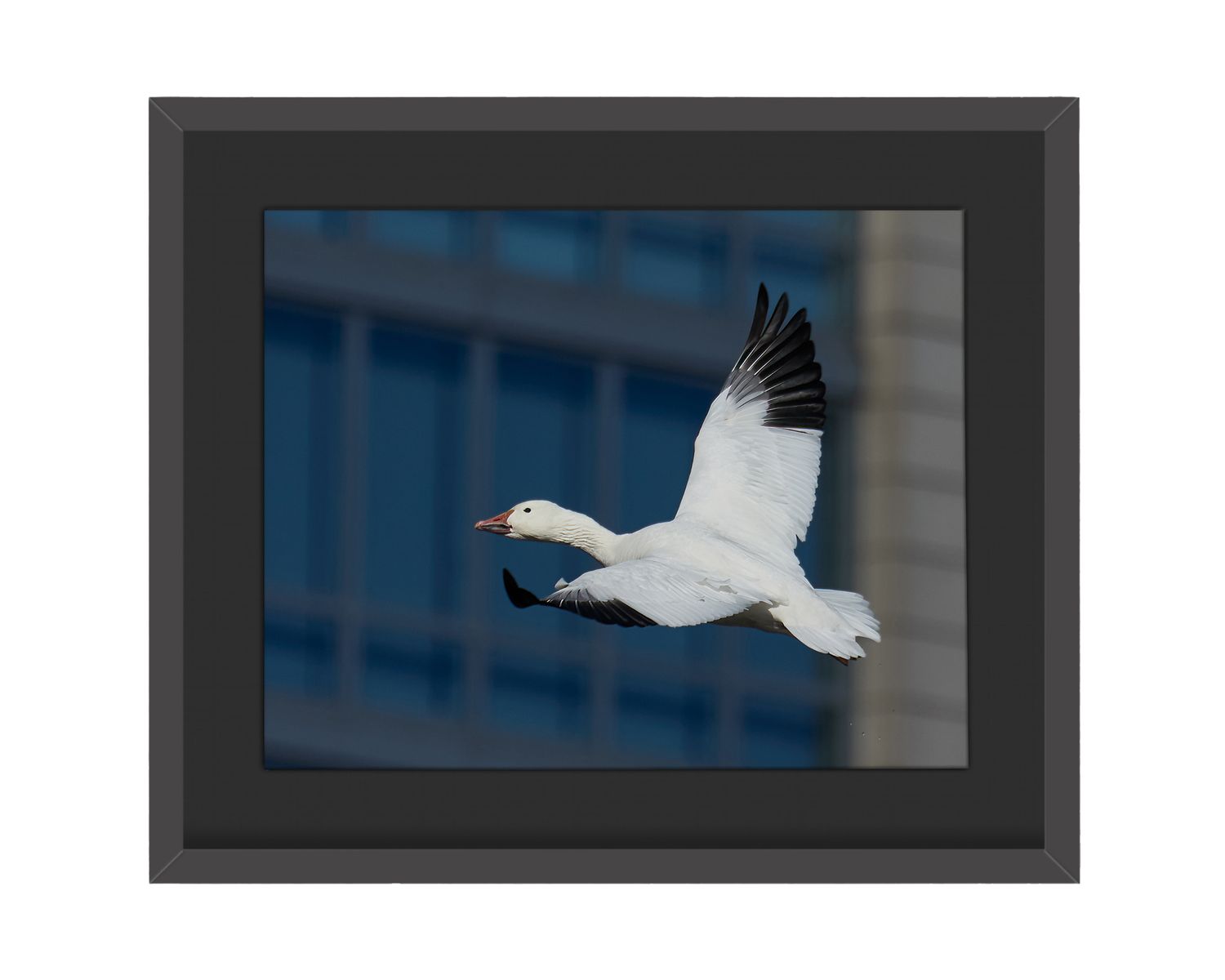 Snow Goose Framed Print