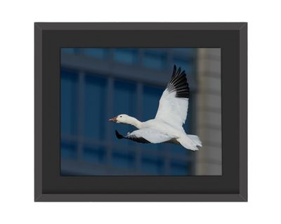 Snow Goose Framed Print