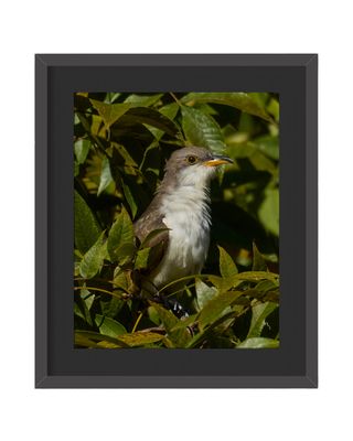 Yellow-billed Cuckoo Framed Print