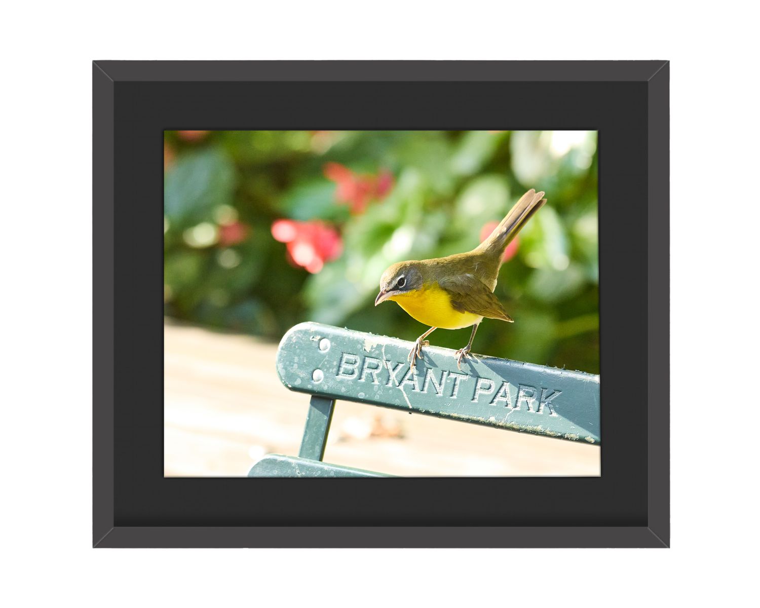 Yellow-breasted Chat Framed Print