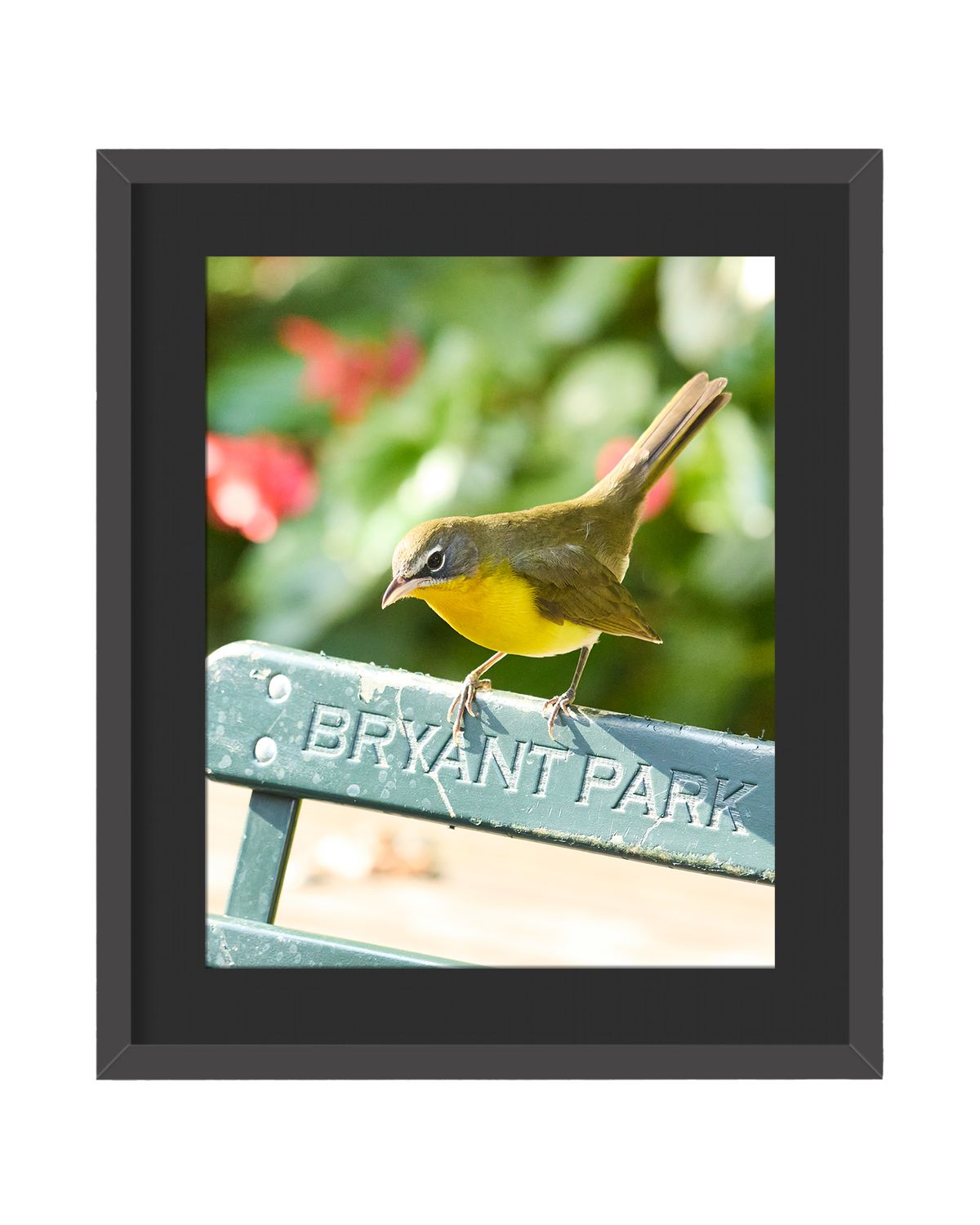 Yellow-breasted Chat Framed Print