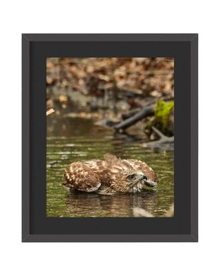 Red-tailed Hawk Pancake Framed Print