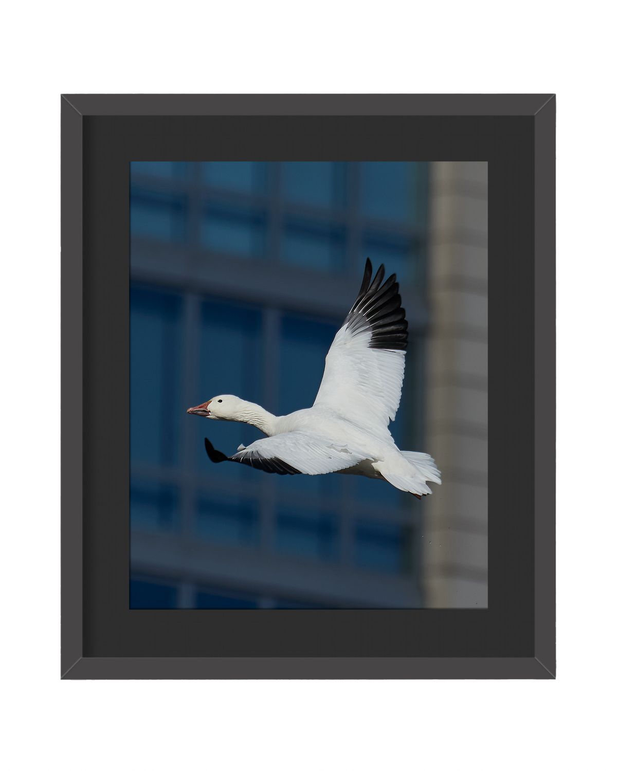 Snow Goose Framed Print