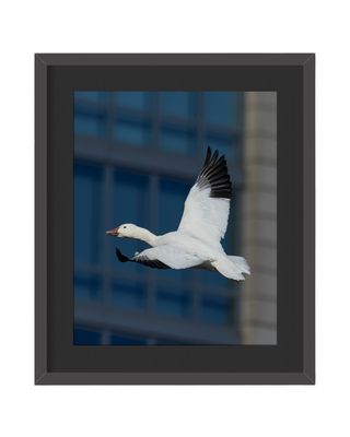 Snow Goose Framed Print